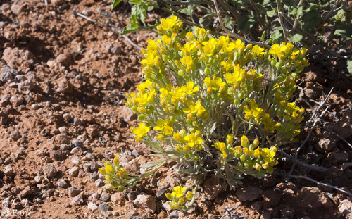 Physaria fendleri