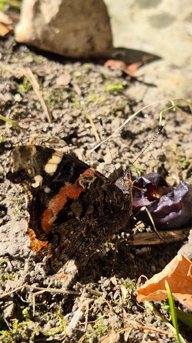 Red Admiral