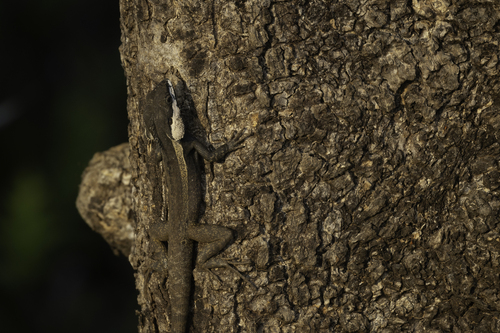 Lophognathus temporalis observed 2026-10-16
