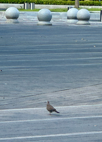 Spotted Dove