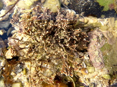 Amphiroa anceps