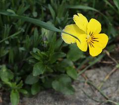 Viola tricolor