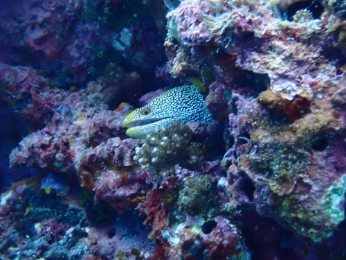 Gymnothorax eurostus observed 2026-10-17