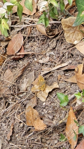 Speckled Wood