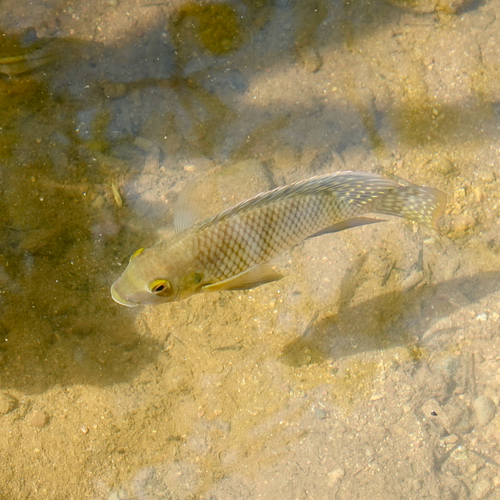 Redbelly Tilapia