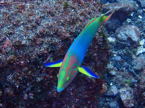 Thalassoma lutescens observed 2026-10-17