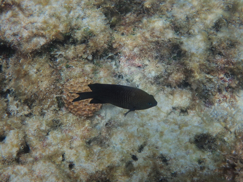 Stegastes obreptus observed 2026-10-14