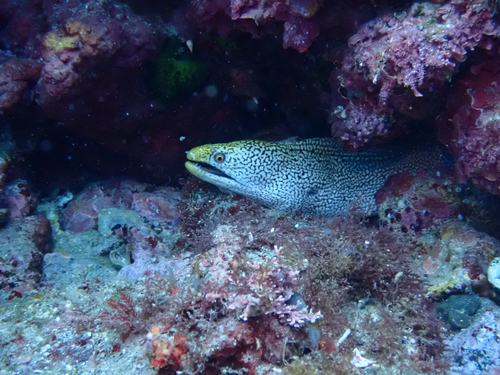 Gymnothorax eurostus observed 2026-10-17