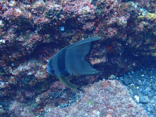 Platax teira observed 2026-10-17