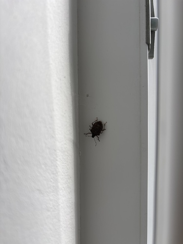 Brown Marmorated Stink Bug