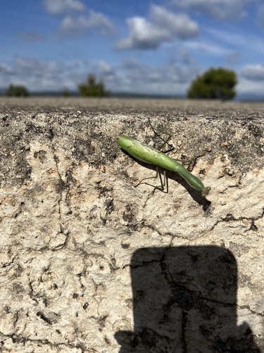 European Mantis