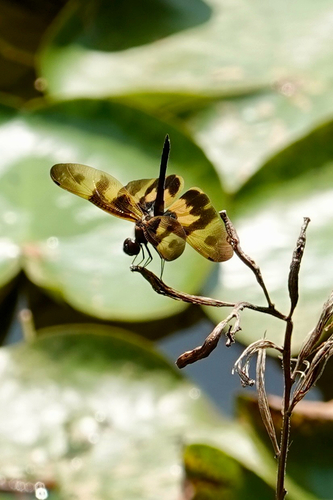 Common Picture Wing