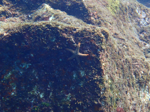 Fromia indica observed 2026-10-17