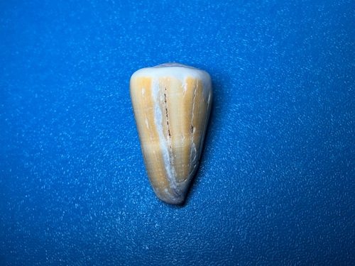 Conus flavidus observed 2026-10-17