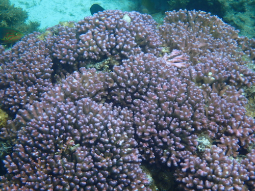 Pocillopora observed 2026-10-14