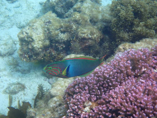 Thalassoma lutescens observed 2026-10-14