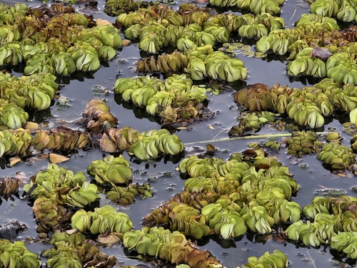 Giant Salvinia