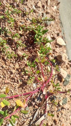 oak-leaved goosefoot