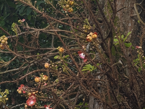 Cannonball Tree