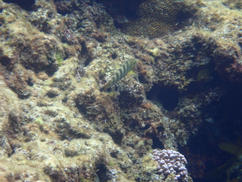 Thalassoma septemfasciatum observed 2026-10-14