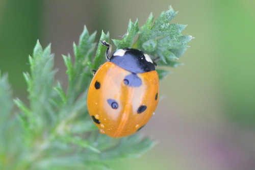 Seven-spotted Lady Beetle