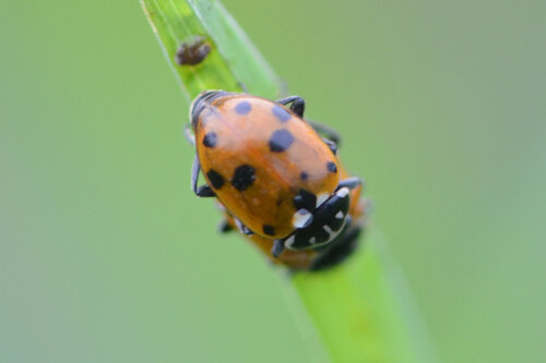 Variegated Lady Beetle