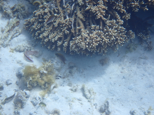 Chromis westaustralis observed 2026-10-14