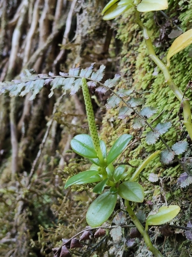Peperomia urvilleana observed 2026-10-17