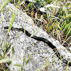 Hierophis viridiflavus carbonarius