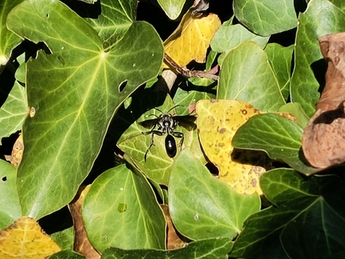 Isodontia mexicana observed 2026-10-17