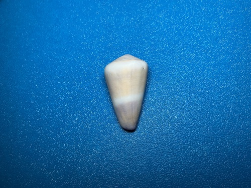 Conus flavidus observed 2026-10-17