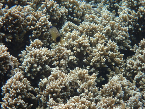 Plectroglyphidodon johnstonianus observed 2026-10-14