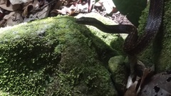 Alsophis rufiventris