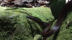 Alsophis rufiventris