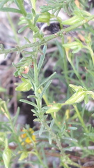 Fumana ericifolia