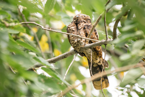 Eastern Whip-poor-will observed by celllo
