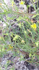 Fumana ericifolia