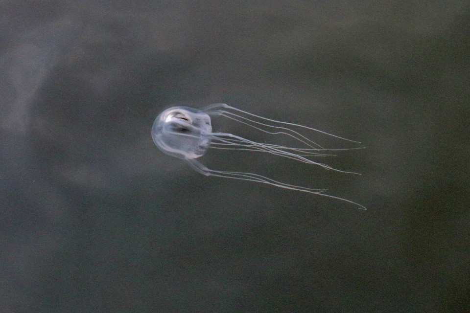 Tripedalia maipoensis Sun, Tsui, Wong, Cheung, Ng, Or & Qiu