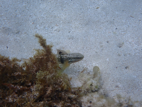 Amblygobius phalaena observed 2026-10-14