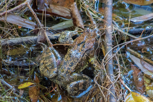 European Common Frog