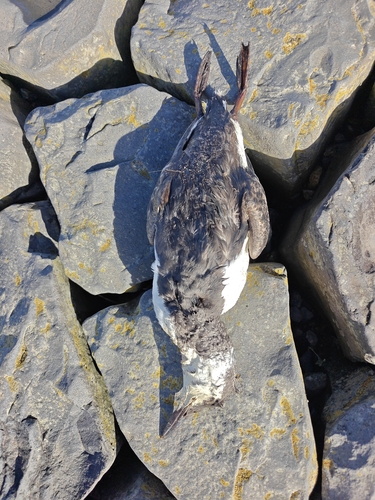Common Murre