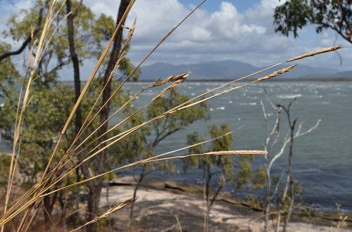 Heteropogon triticeus observed 2026-08-17