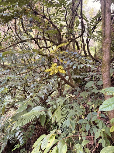 Mahonia napaulensis observed 2026-10-13