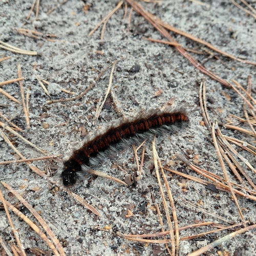 Fox Moth