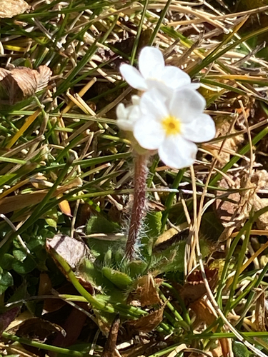 sweetflower rockjasmine