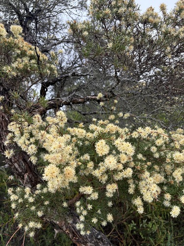 Melaleuca nodosa observed 2026-10-13