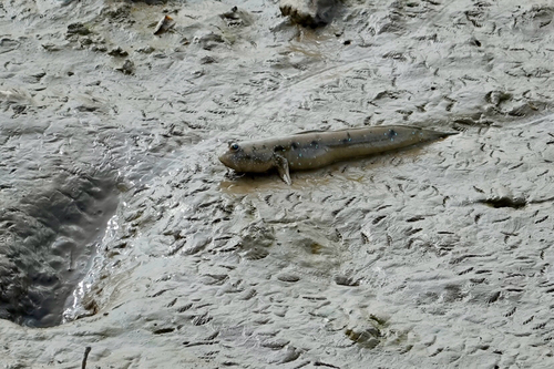 Great Blue-spotted Mudskipper