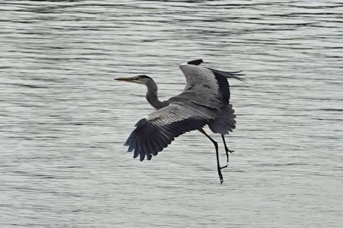 Grey Heron
