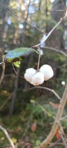 Common Snowberry