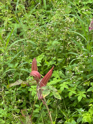 Abelmoschus esculentus observed 2026-10-17